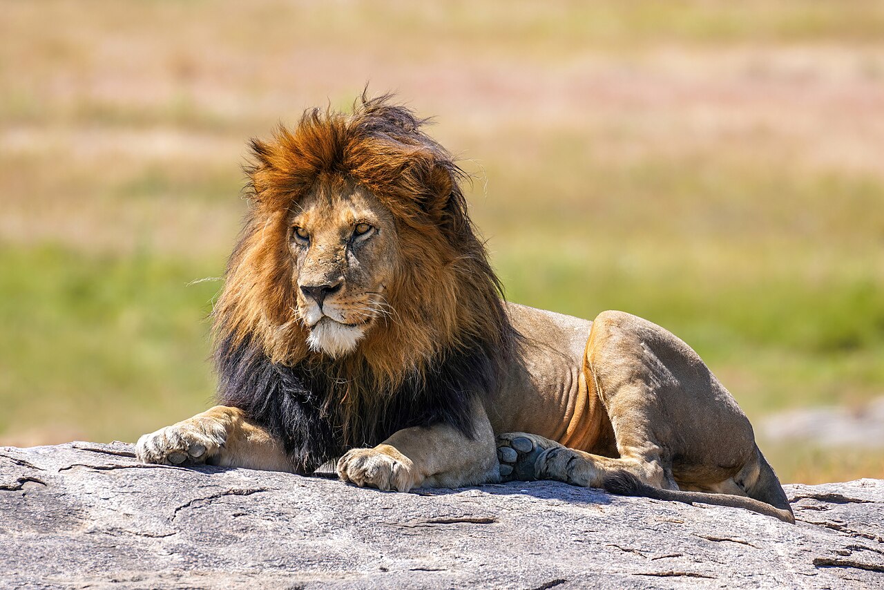 020 The lion king Snyggve in the Serengeti National Park Photo by Giles Laurent